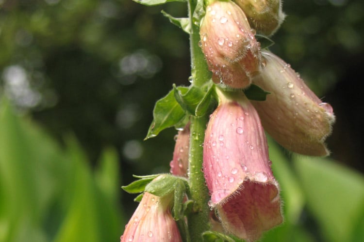 known for their soft apricot and peach toned blooms