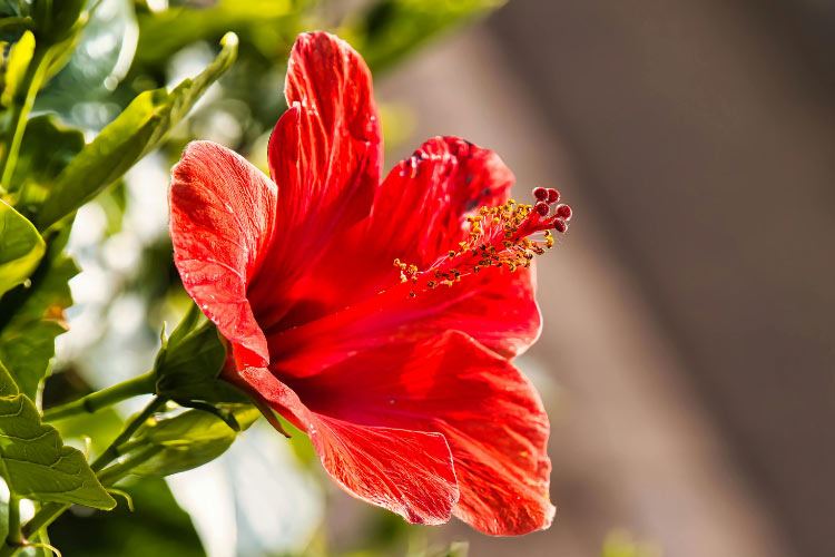 It produces very large flowers and thrives in moist soil where other plants may struggle