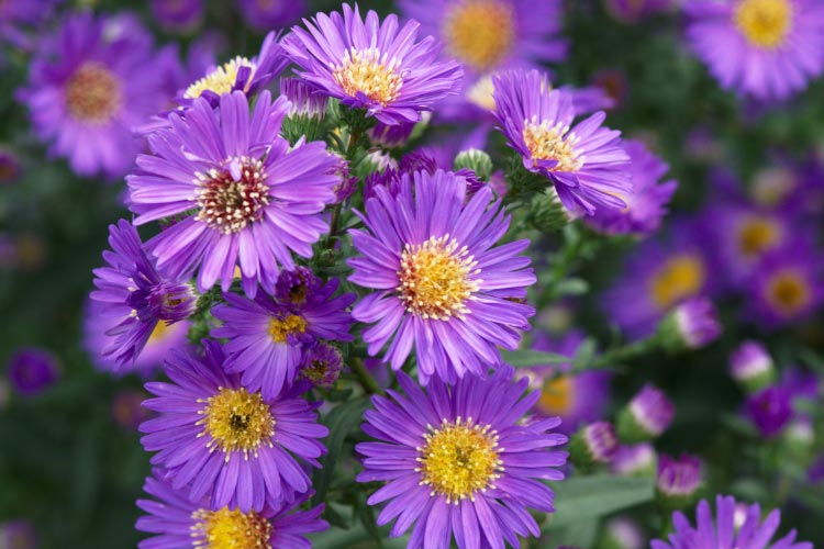They are often grown as annuals and work well in hanging baskets