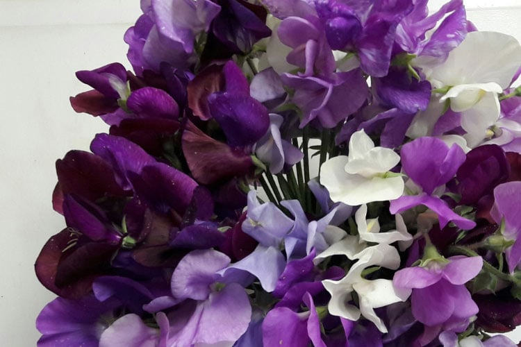 dark purple blooms that appear nearly black in certain lighting