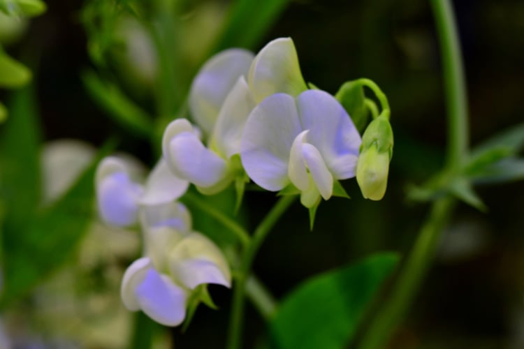 creamy blooms with soft lavender edges and a strong fragrance