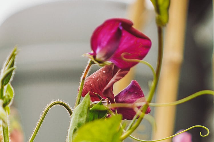 making it a favorite for cut flower gardens and dramatic garden accents