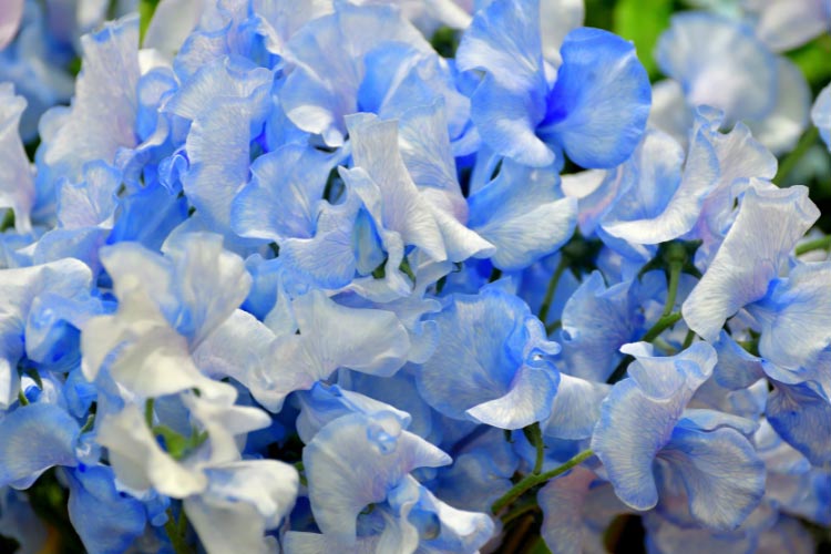 The flowers are lightly ruffled and very attractive in bouquets