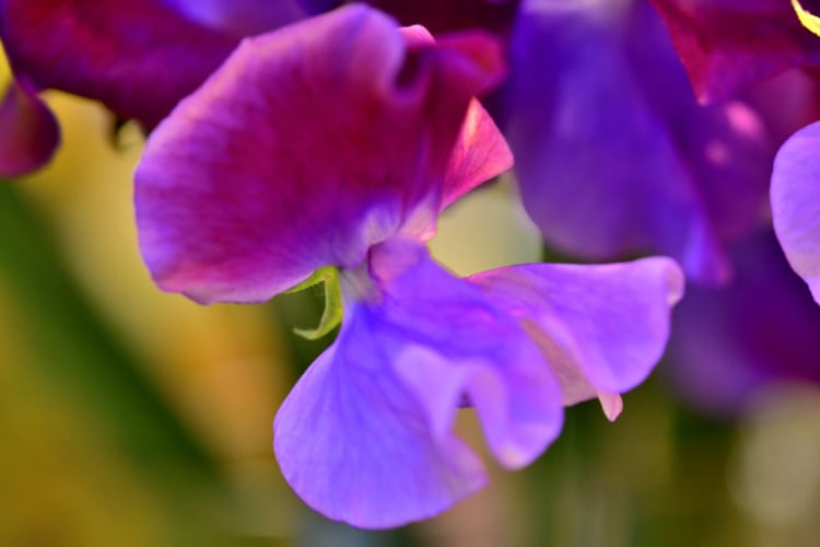 one of the oldest sweet pea varieties and is known for its deep purple and maroon bi color blooms