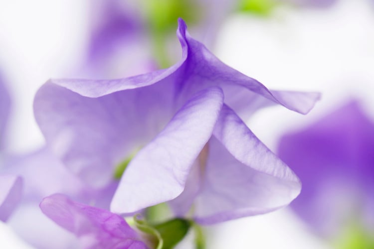 grown mainly for its strong fragrance rather than flower size