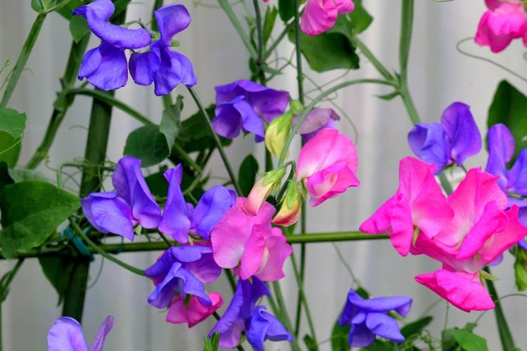 The blooms have a more traditional