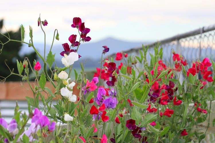 offering variety without sacrificing scent