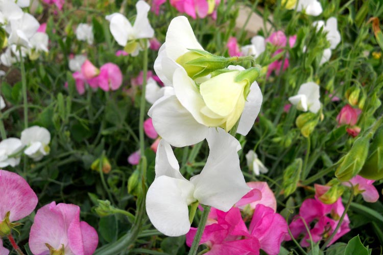 showy flowers in a wide range of rich and pastel colors