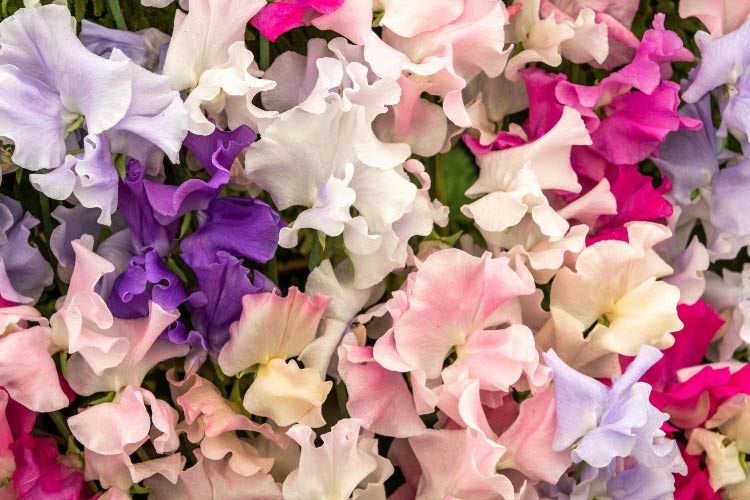 one of the most popular sweet pea varieties