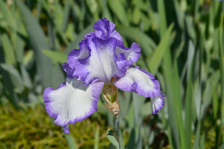 Tall bearded irises are larger plants with tall flower stalks and dramatic blooms