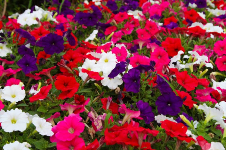 Tidal Wave petunias are known for their aggressive spreading habit and strong performance