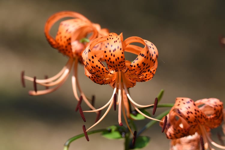 Tiger lilies are known for their bright orange petals covered in dark spots