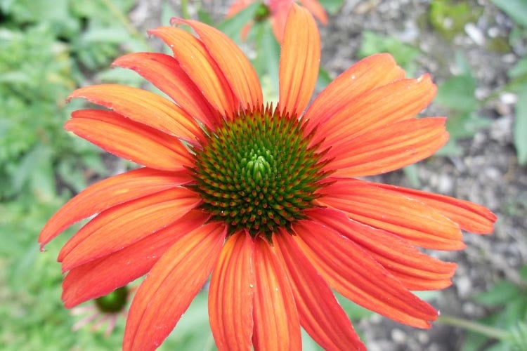 They have strong stems and hold their color well throughout the season