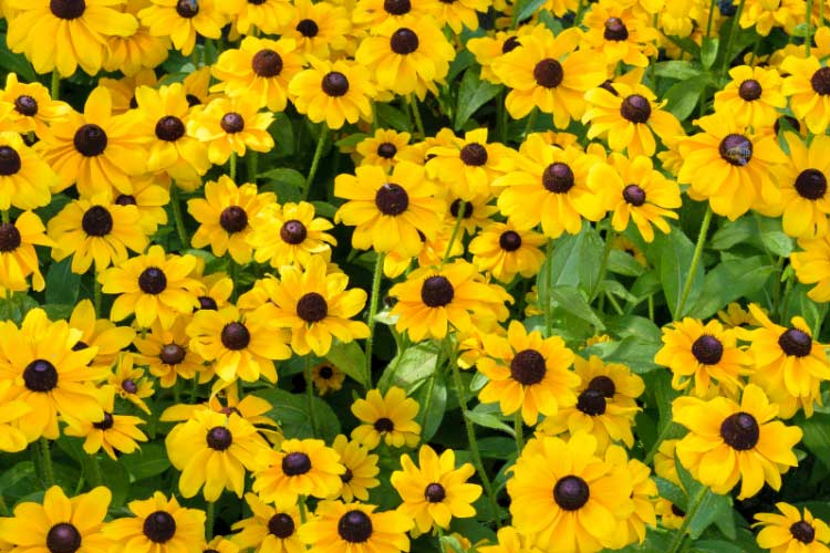 dwarf plants that stay compact while producing plenty of blooms