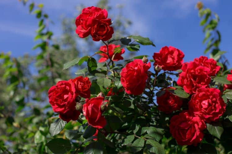 Tree roses are created by grafting rose varieties onto a tall stem