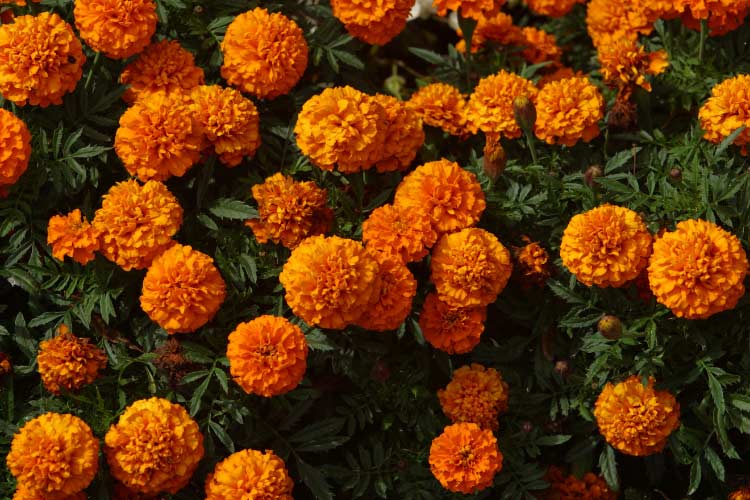 Triploid marigolds are a cross between African and French marigolds