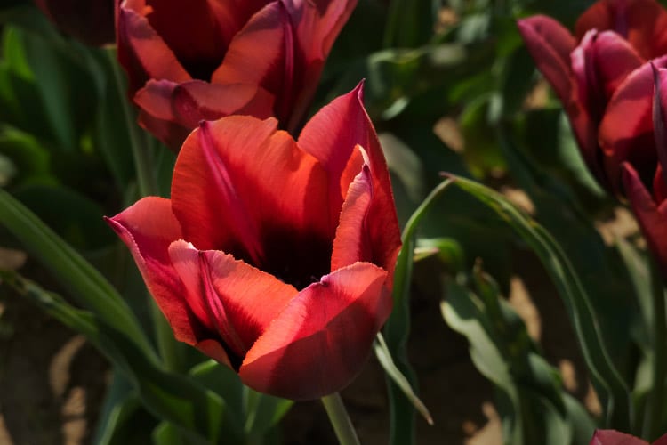 Triumph tulips are one of the most widely grown tulip varieties