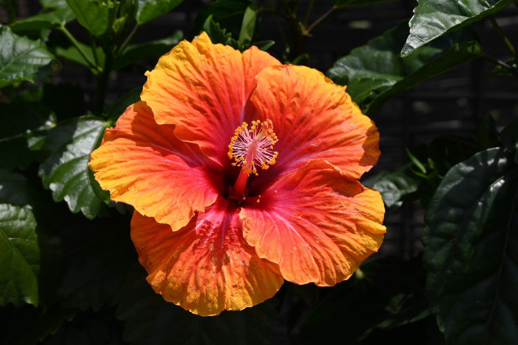 Tropical hibiscus feature glossy green leaves and brightly colored flowers