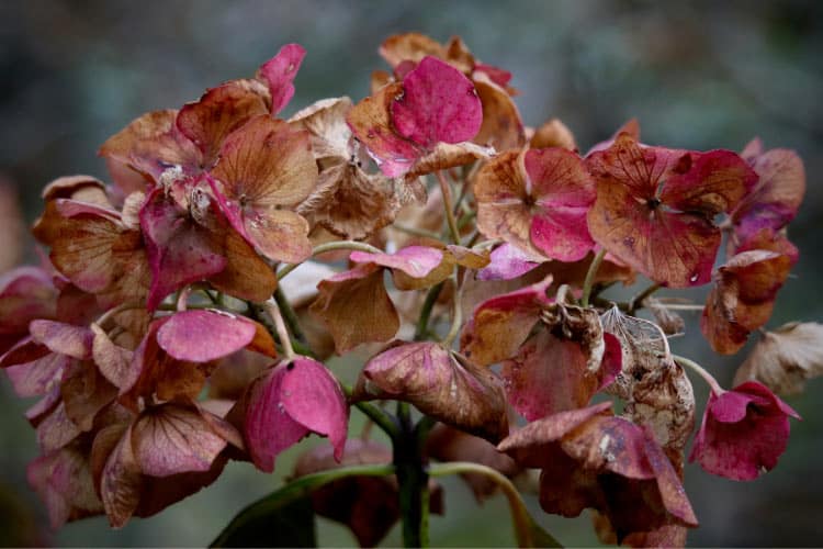 Tuff Stuff hydrangeas are bred for cold climates and reliable blooming