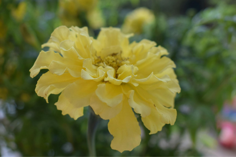 They add a unique look to backyard gardens and mix well with other colorful flowers