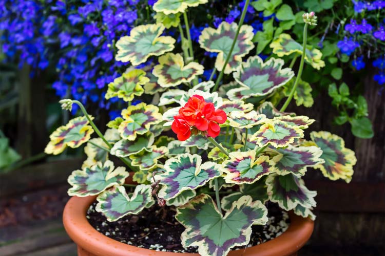 This variety is excellent for adding contrast to garden beds and containers