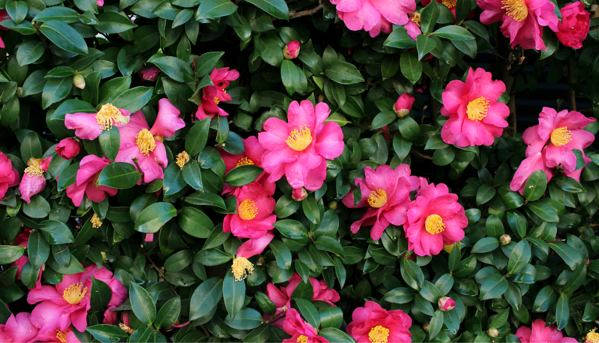 Varieties of Camellias to Grow in Your Backyard