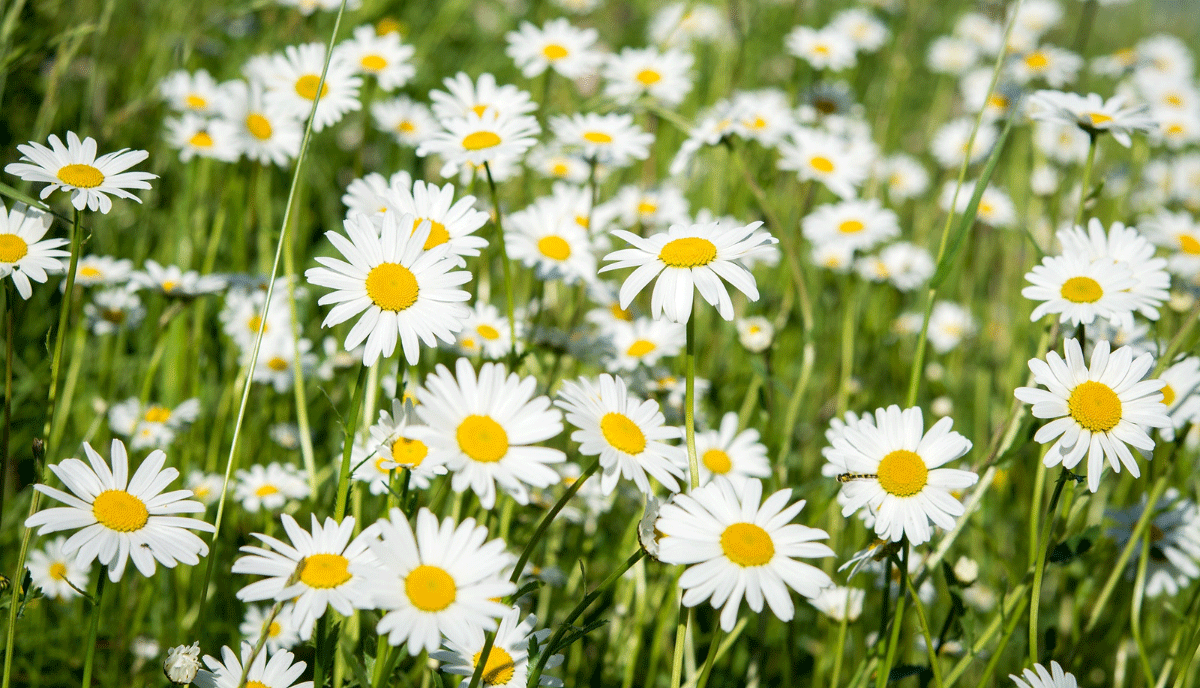 Varieties of Daisies to Grow in Your Backyard