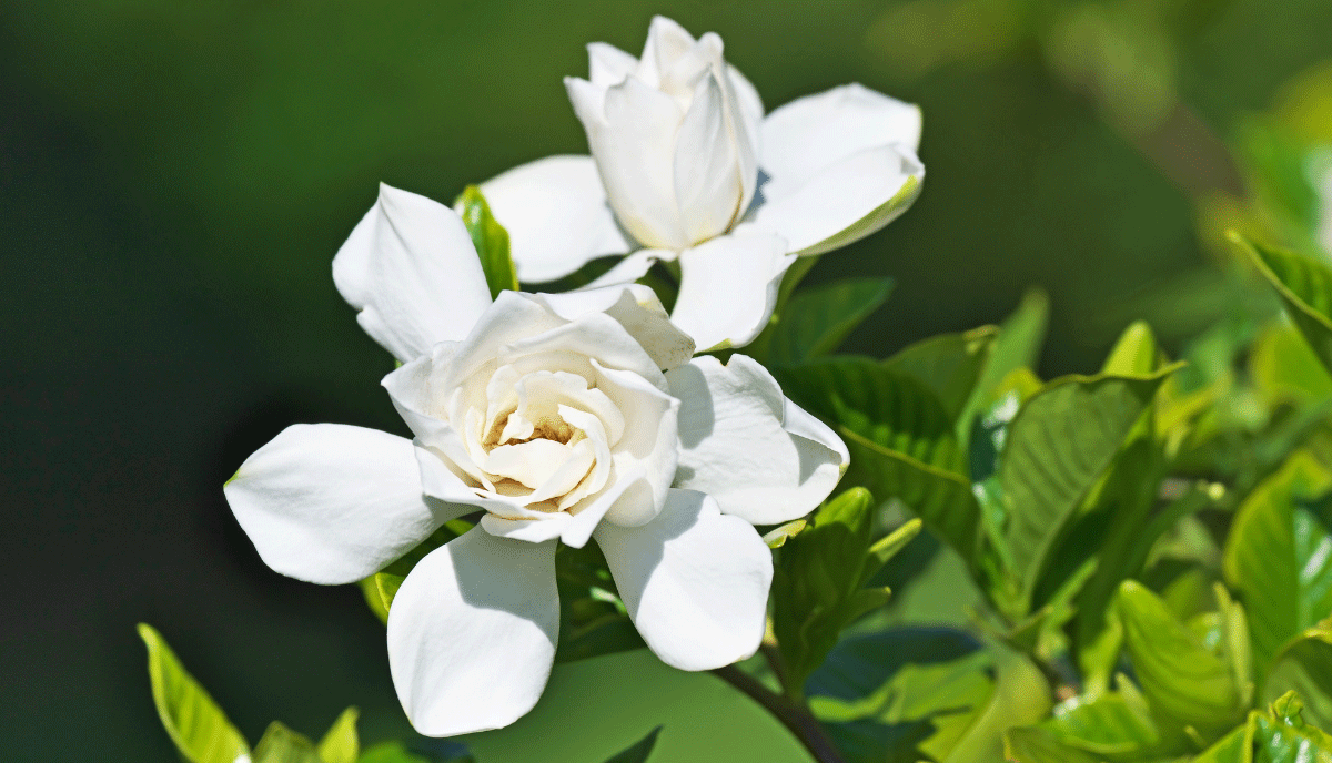 double white blooms and glossy evergreen foliage