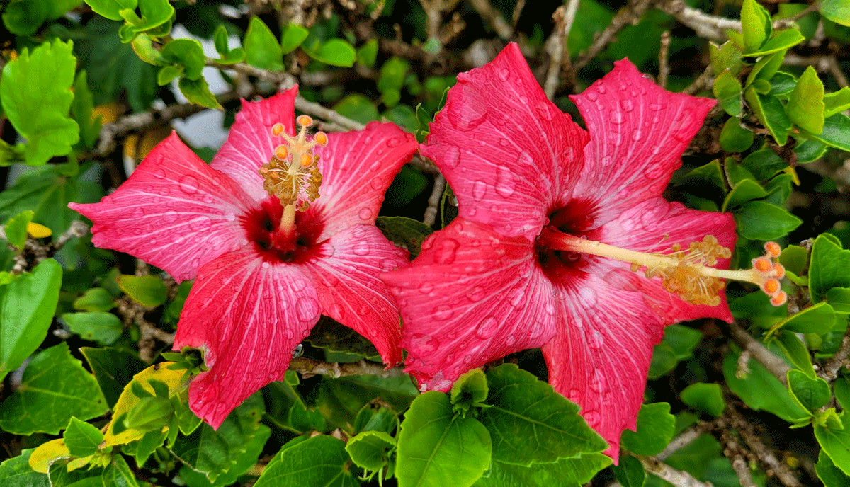 Varieties of Hibiscus to Grow in Your Backyard