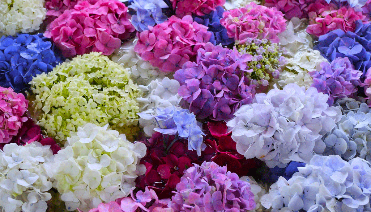 Varieties of Hydrangeas to Grow in Your Backyard