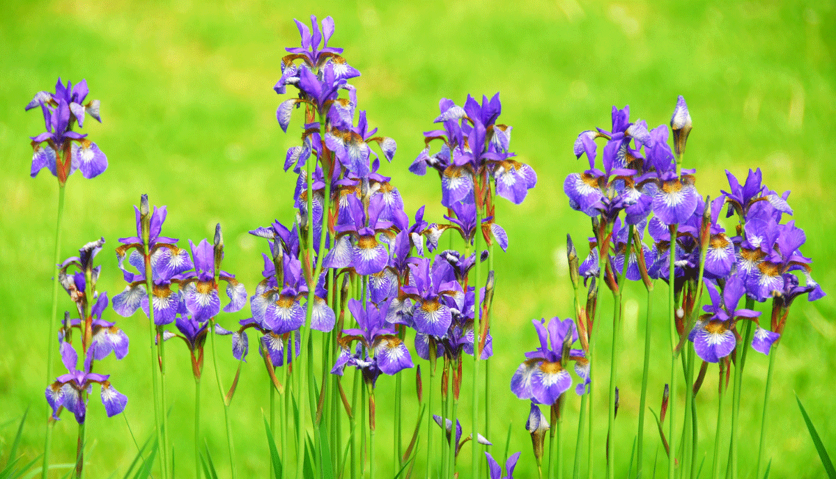 Varieties of Irises to Grow in Your Backyard
