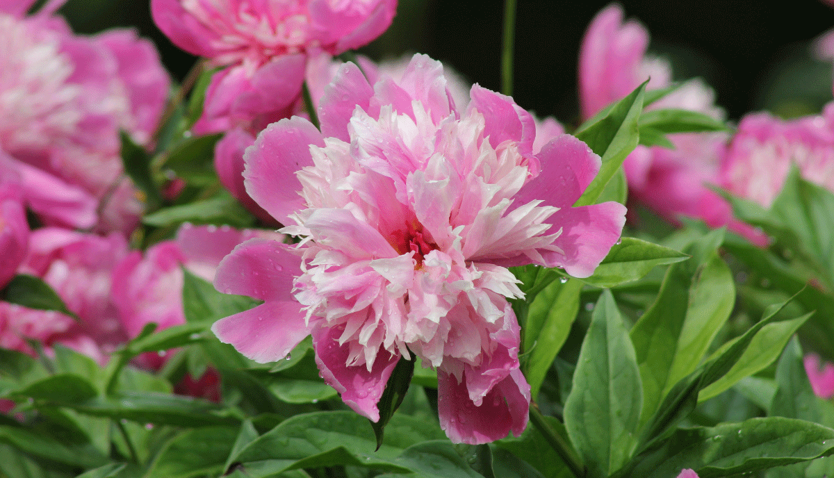 Nippon Beauty peonies have deep red petals with a distinctive golden-yellow center