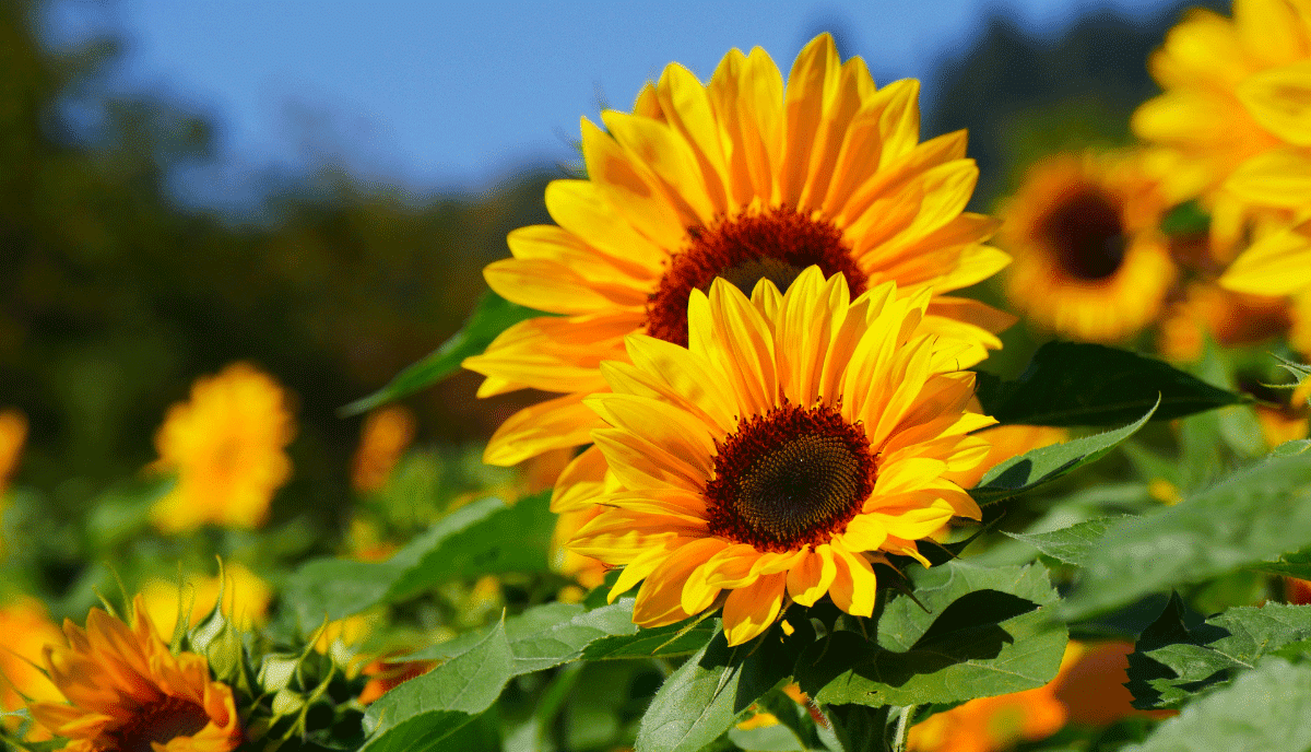 Varieties of Sunflowers to Grow in Your Backyard