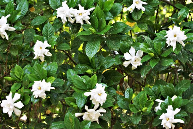 Veitchii gardenia is valued for its extended blooming period and classic white double flowers