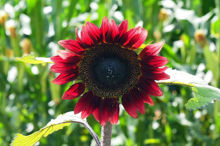 Velvet Queen sunflowers stand out for their deep red and burgundy petals