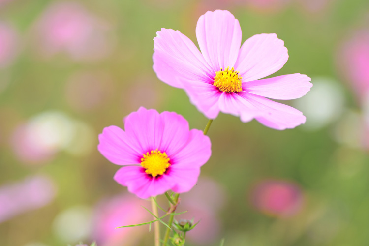 This variety thrives in full sun and adds height and elegance to garden beds