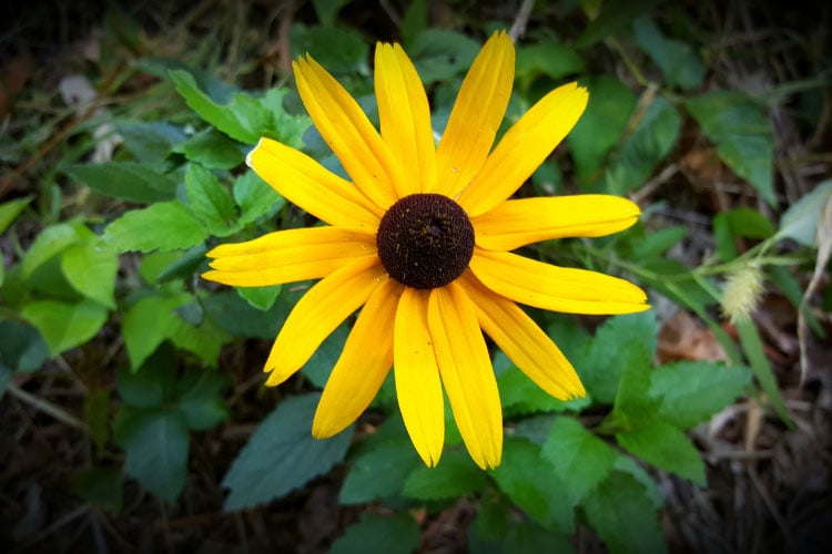 a compact perennial with classic yellow blooms and dark centers
