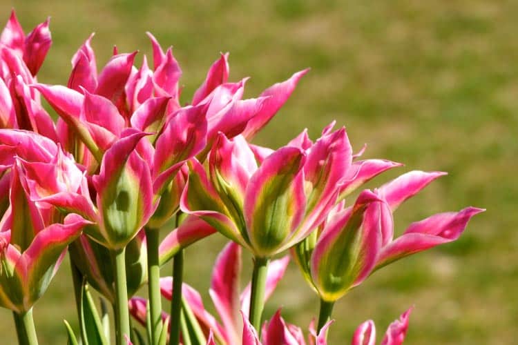 Viridiflora tulips are known for their green streaks that remain visible even when the flowers are fully open