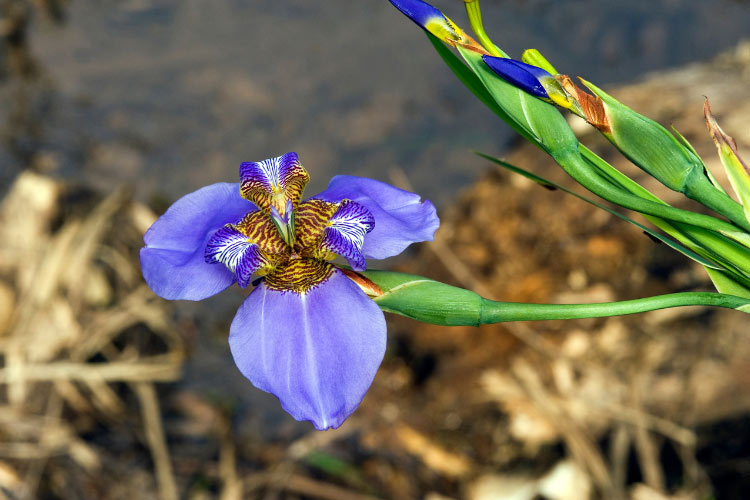 They produce orchid like flowers and grow well in warm climates
