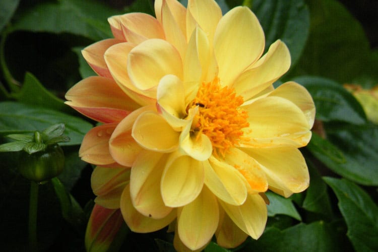 Waterlily dahlias have flat broad petals arranged in layers that resemble waterlilies