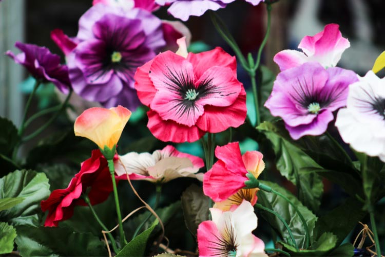 Wave petunias are spreading plants that quickly cover ground or spill over containers