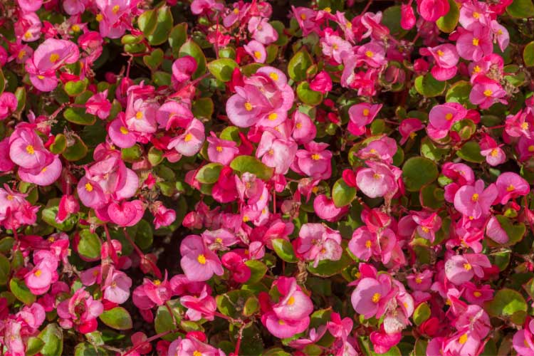Wax begonias are one of the most common and easiest begonias to grow.