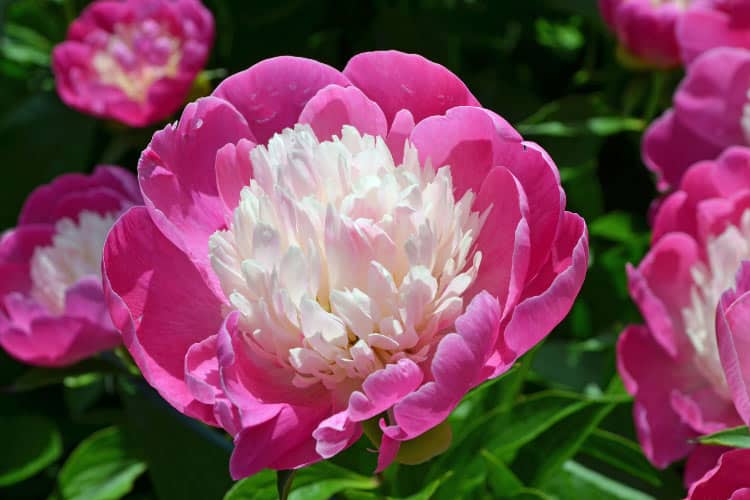 White Cap peonies feature rich magenta outer petals surrounding a creamy white center