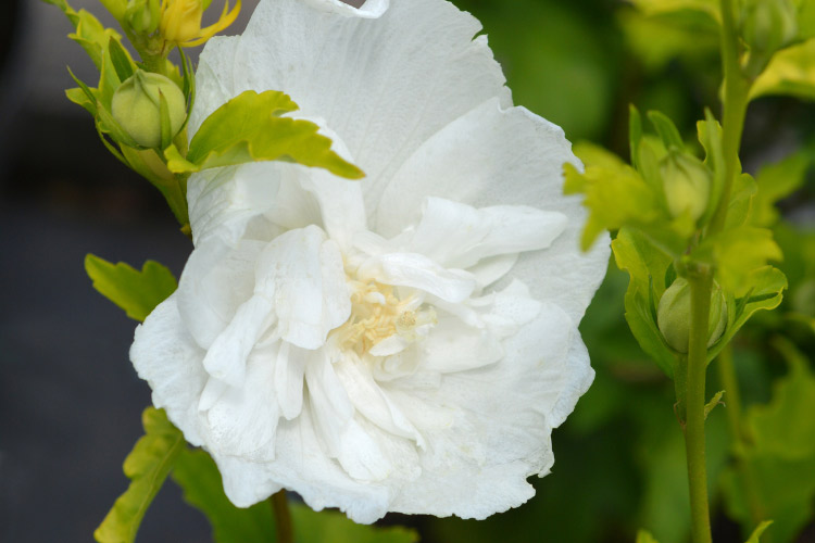 White Chiffon hibiscus is another Rose of Sharon variety