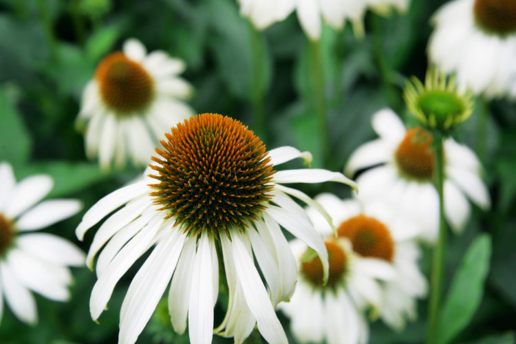 White Swan coneflowers offer clean white petals with a golden brown center