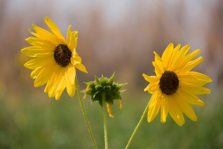 Wild sunflowers are native varieties that grow naturally in many regions