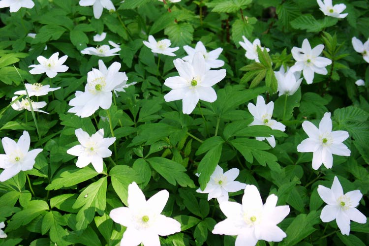 They spread easily and work well as ground cover under trees or in rock gardens
