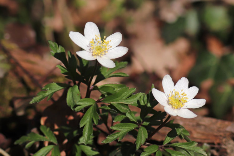 Wood anemones are woodland plants that bloom early in spring with delicate white flowers