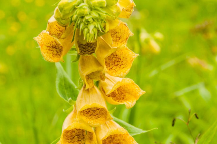 Yellow foxgloves produce smaller pale yellow flowers on slender stems