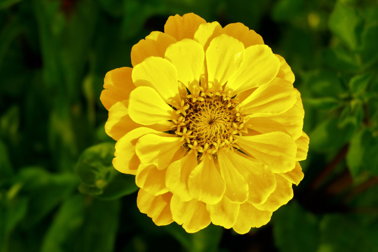The Zahara zinnia series is bred for excellent disease resistance and heat tolerance